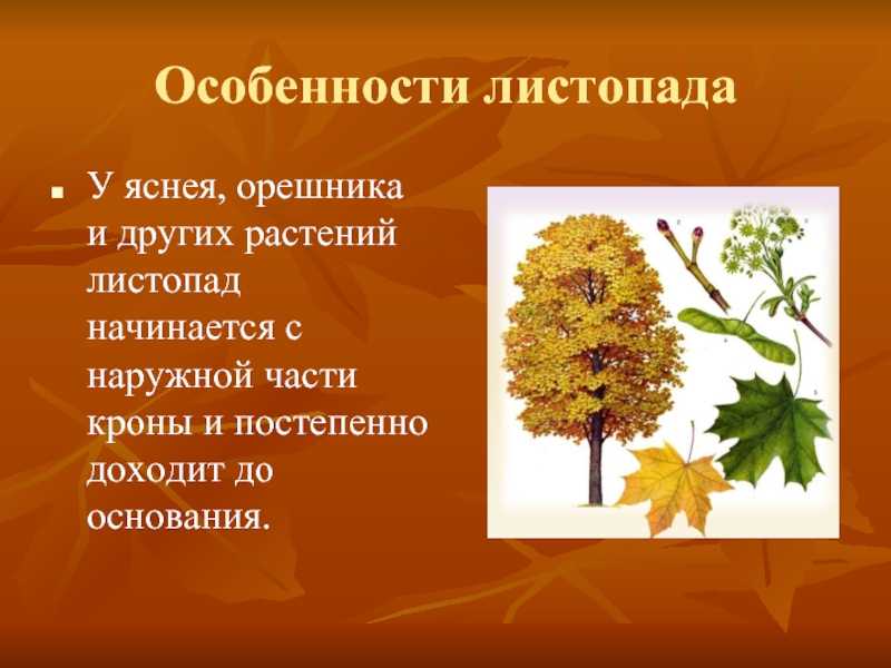 Виды листьев у деревьев и растений