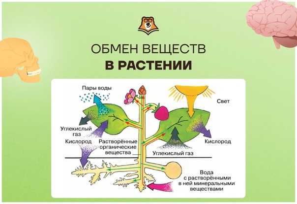 1.3. основные уровни организации живой природы: клеточный, организменный, популяционно-видовой, биогеоценотический