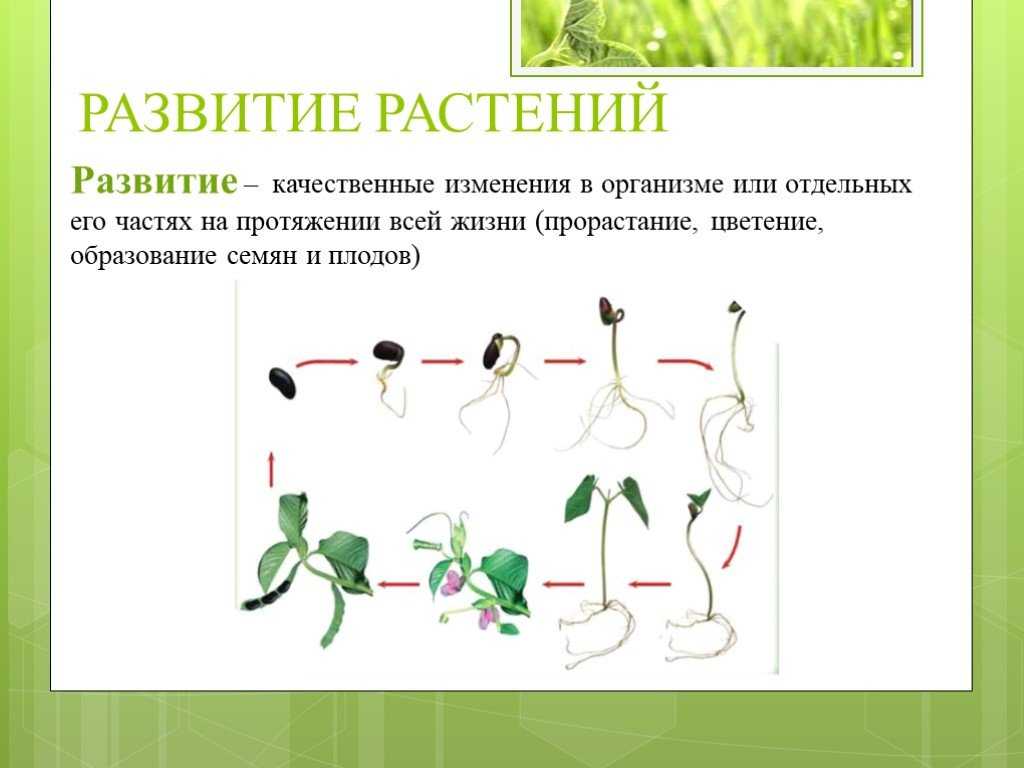 Экологические группы растений