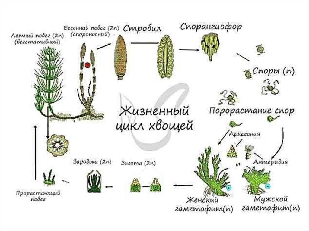 25 доказательств, что природа не знала границ, когда создавала растения