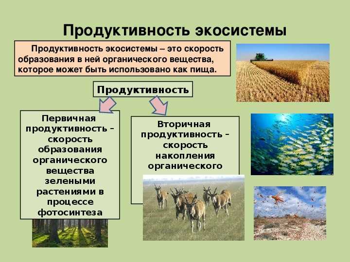 Биогеоценоз животных и растений: виды, уровни и структура.