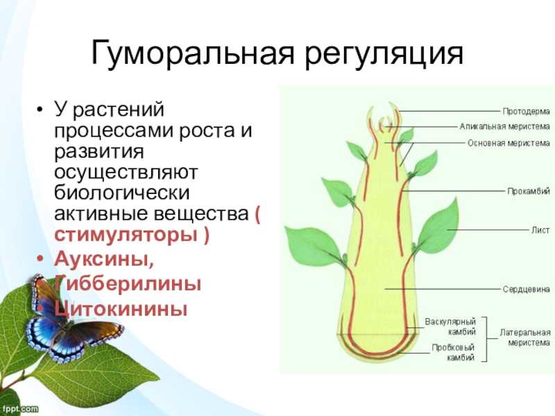 Экологические группы растений – кратко по отношению к свету и к влажности (6 класс, биология)
