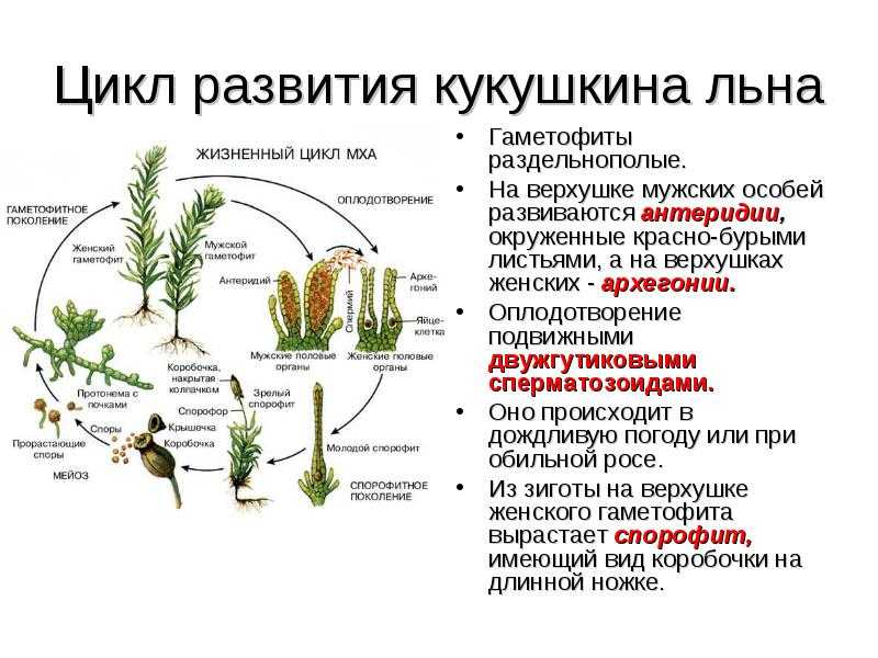 § 24. происхождение растений. основные этапы развития растительного мира / биология 5 класс. пасечник
