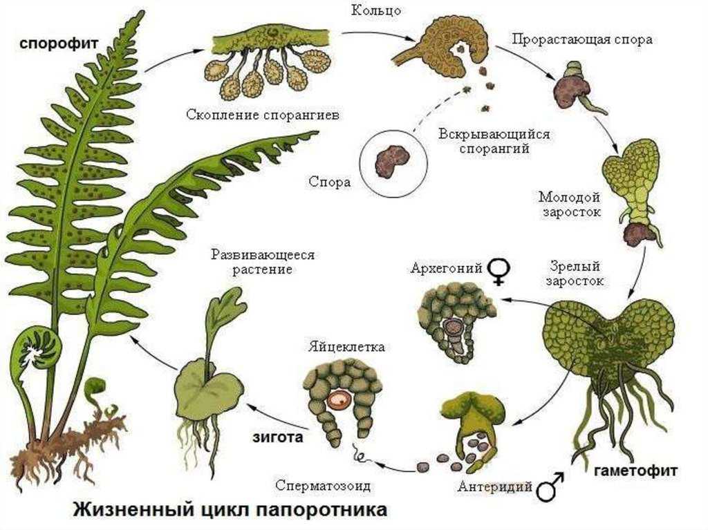 Какие растения называют споровыми: классификация, характерные признаки, как размножаются | tvercult.ru