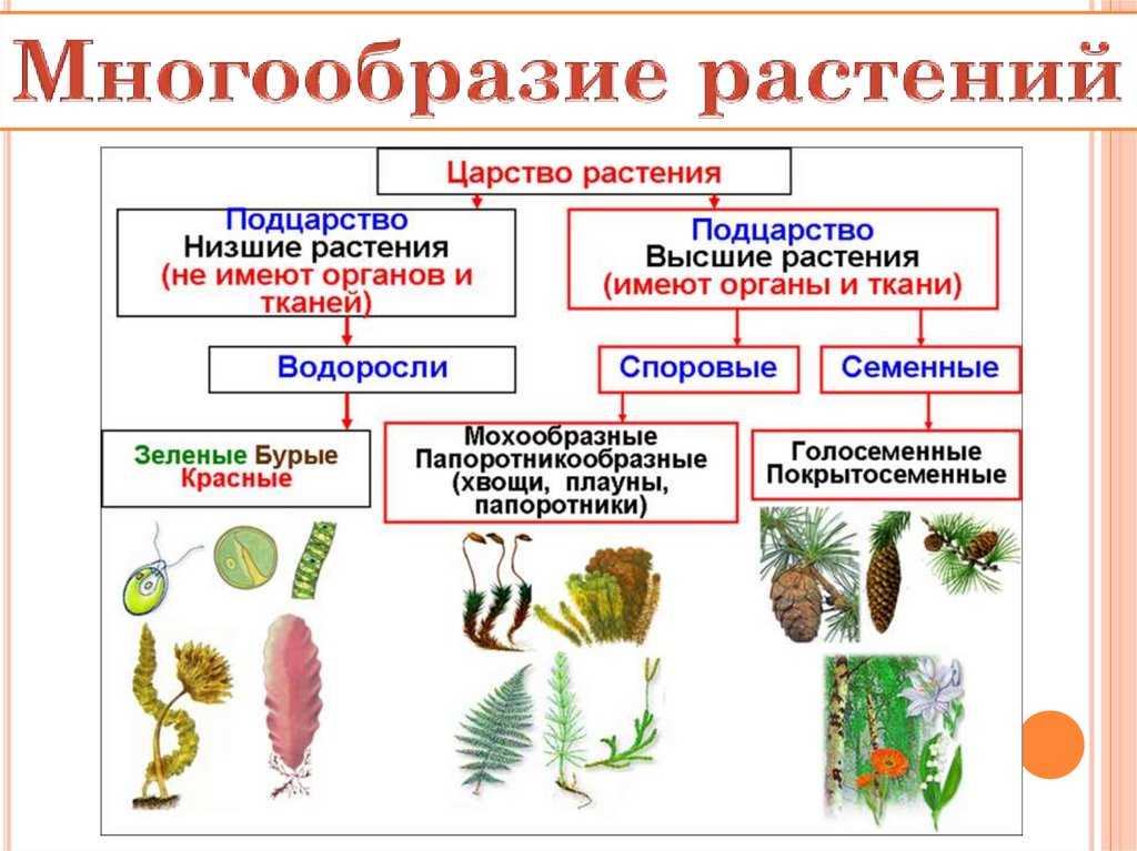 Царство растений. классификация растений. общая характеристика