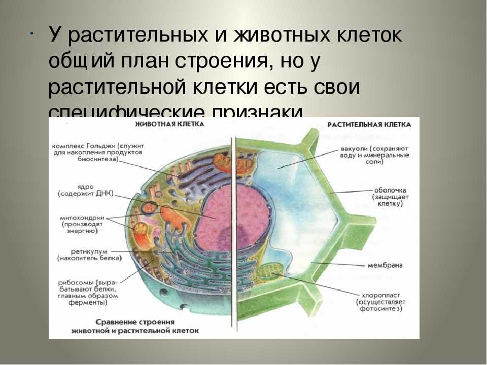 Конспект "растительная клетка и ее строение" - учительpro