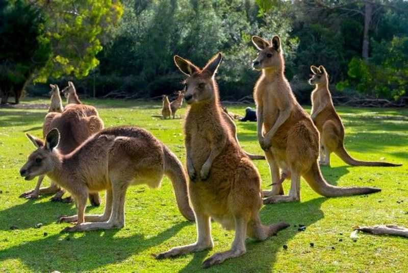 Мы можем их потерять: 35 уникальных животных австралии