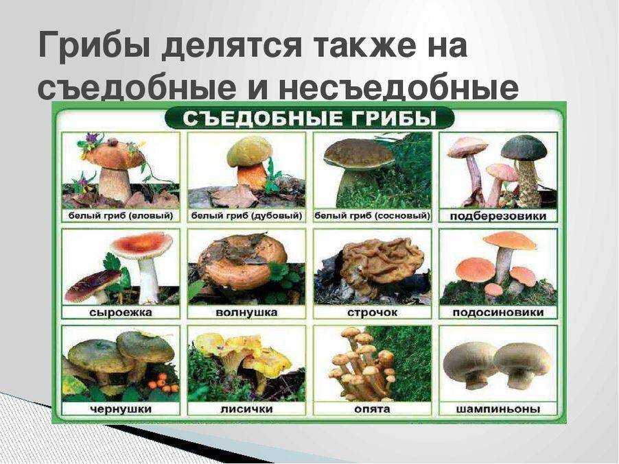 Топ 10 самые ядовитые грибы в мире
