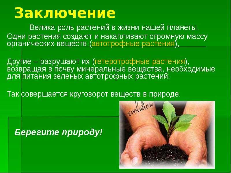 Царство растений. классификация растений. общая характеристика :: syl.ru