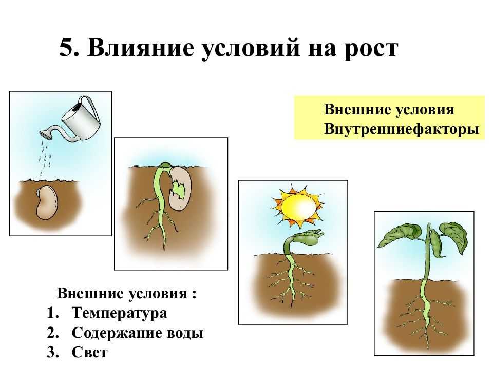 Рост растений и водообеспечение. реферат. биология. 2013-01-24