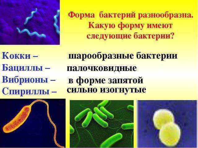 Подцарство настоящие бактерии: виды, размножение, строение, примеры
