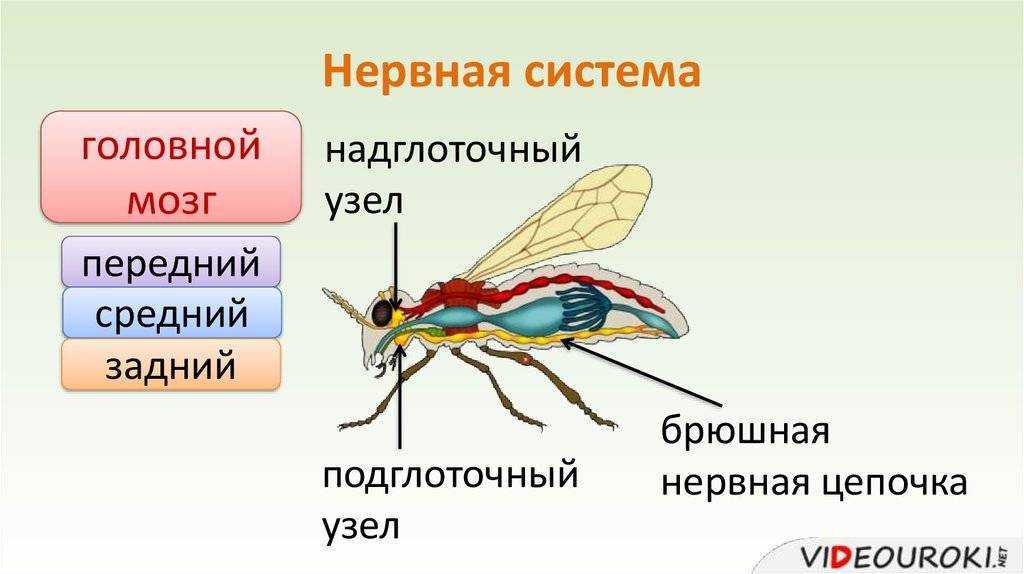 Зачем животным нужны усы?