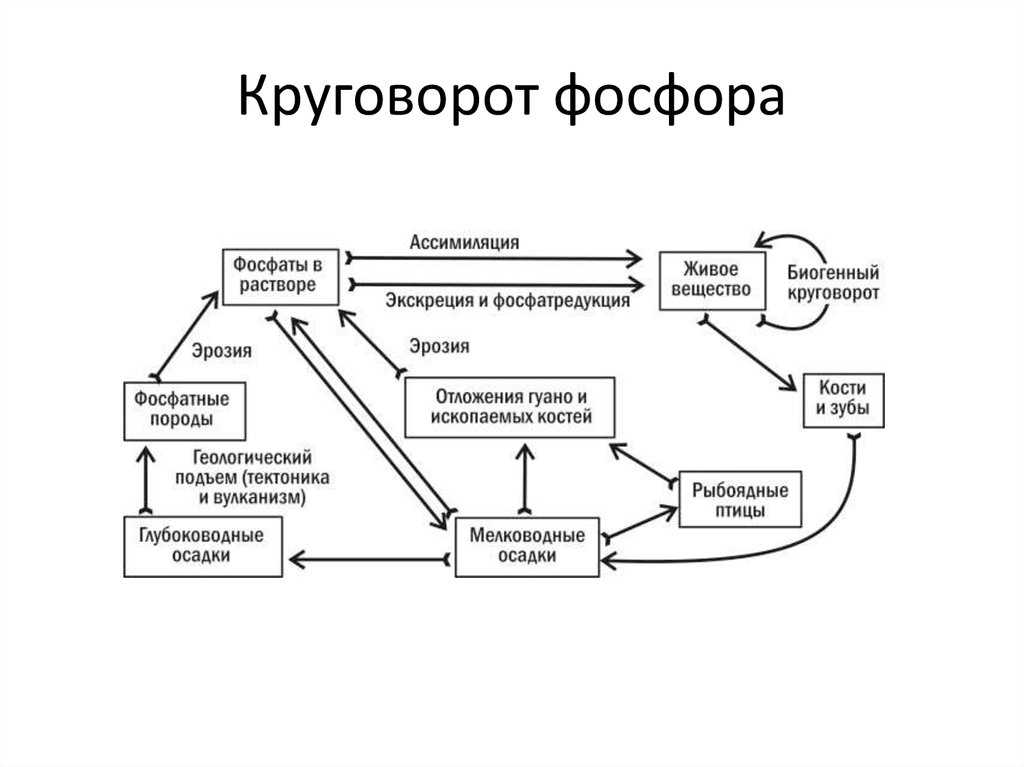 Микробиология учебное пособие - 2012