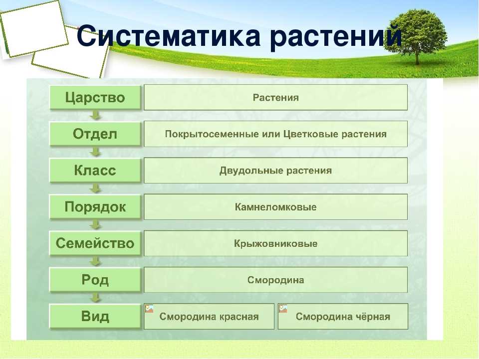 Систематика в биологии - основы классификации растений и животных