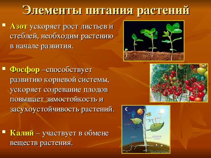Характеристика основных экологических групп растений. биология 6 класс. пасечник