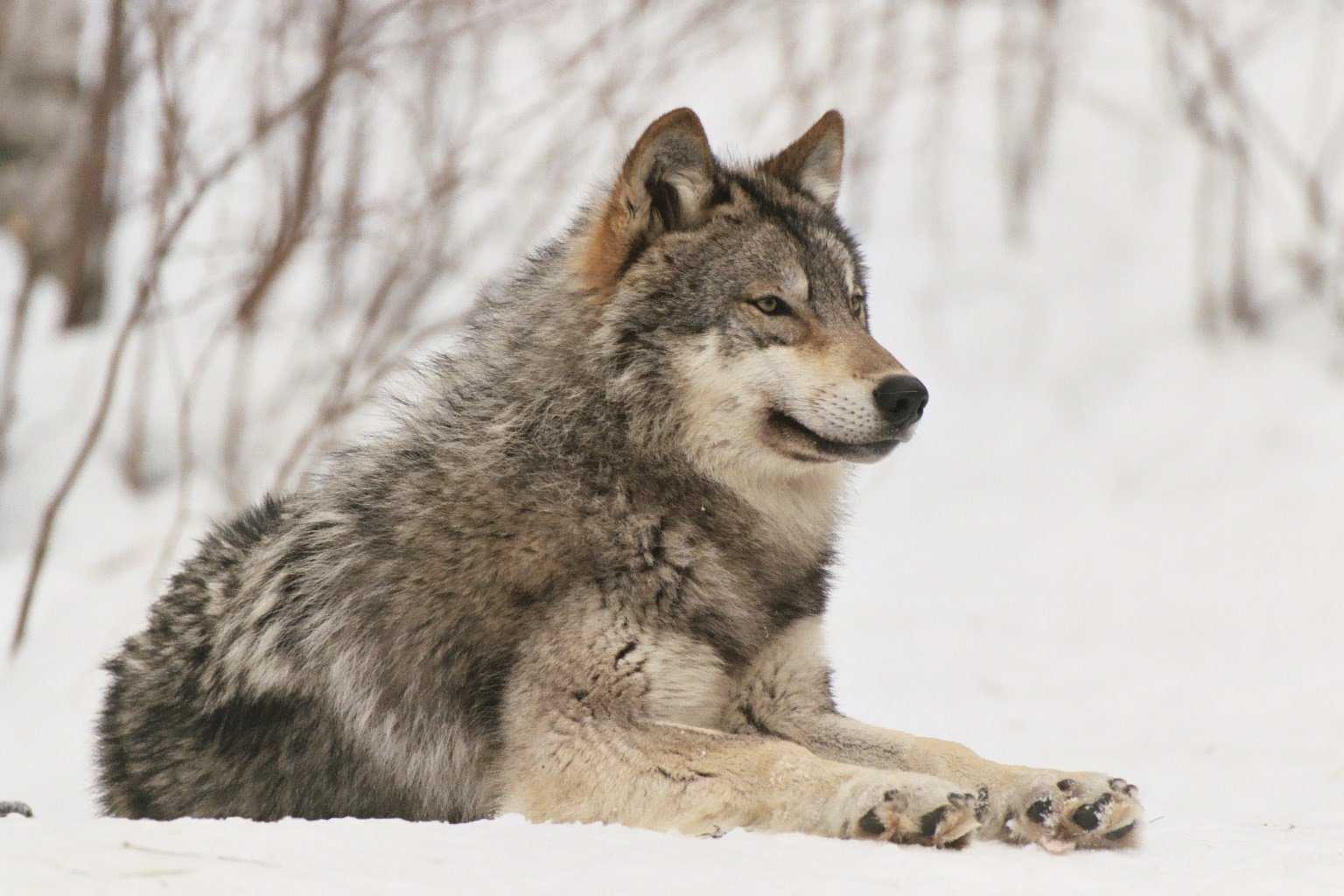 Волк – символ и тотем