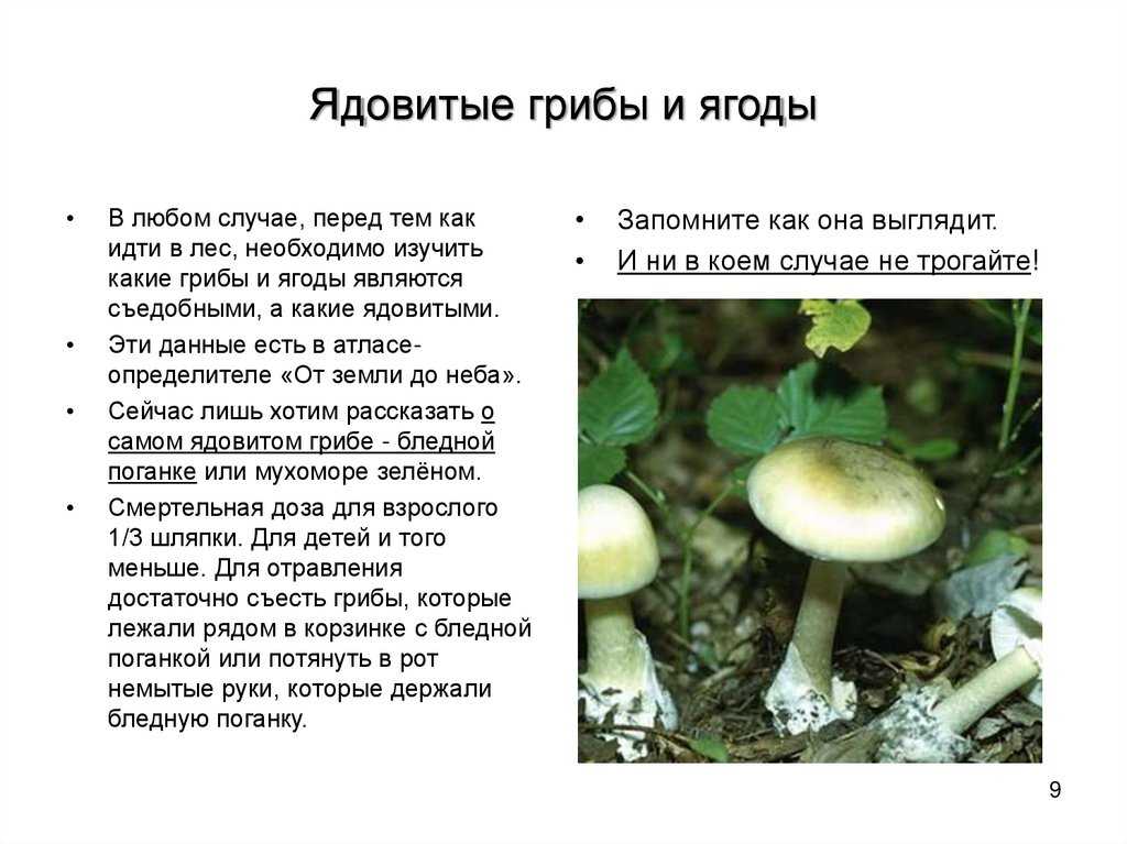 🛍 для тех, кто хочет научиться отличать съедобные грибы от ядовитых