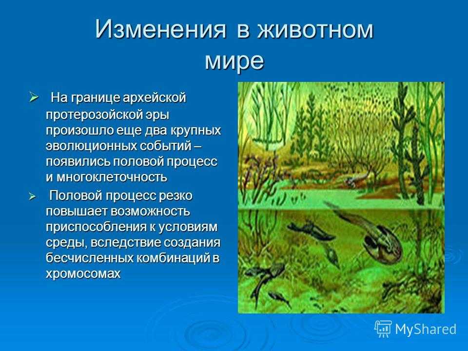 История развития жизни в архейскую и протерозойскую эру - история развития жизни в архейскую и протерозойскую эру | курсотека