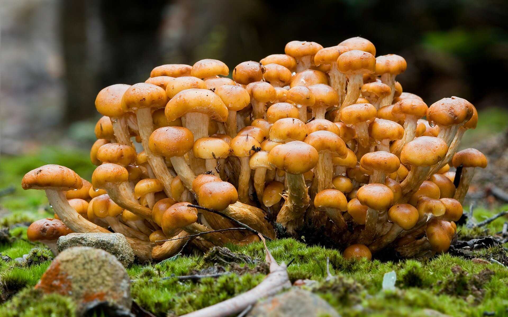 Урок на тему «царство грибы. общая характеристика»