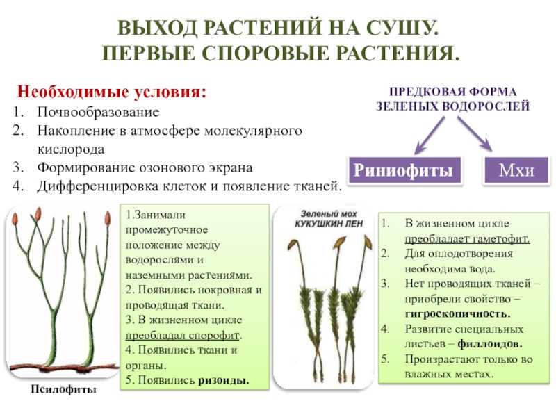 § 24. происхождение растений. основные этапы развития растительного мира