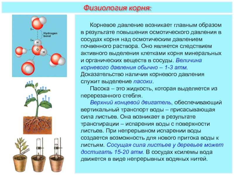 Факторы роста и развития растений