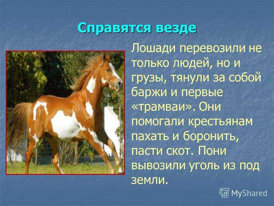 Статусы про лошадей