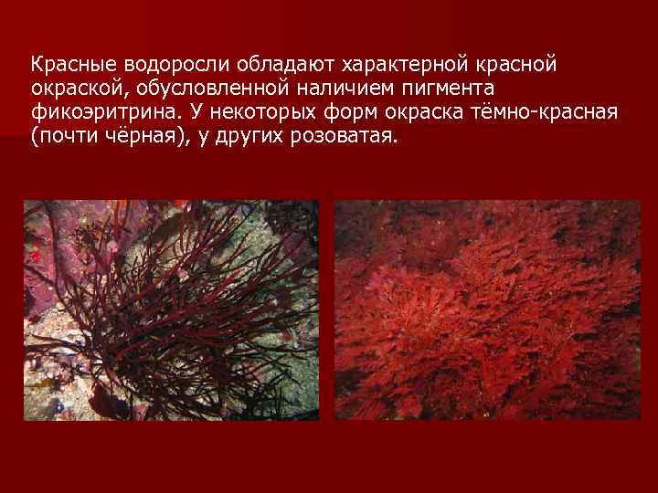 Использование человеком водорослей: зеленых, красных, бурых