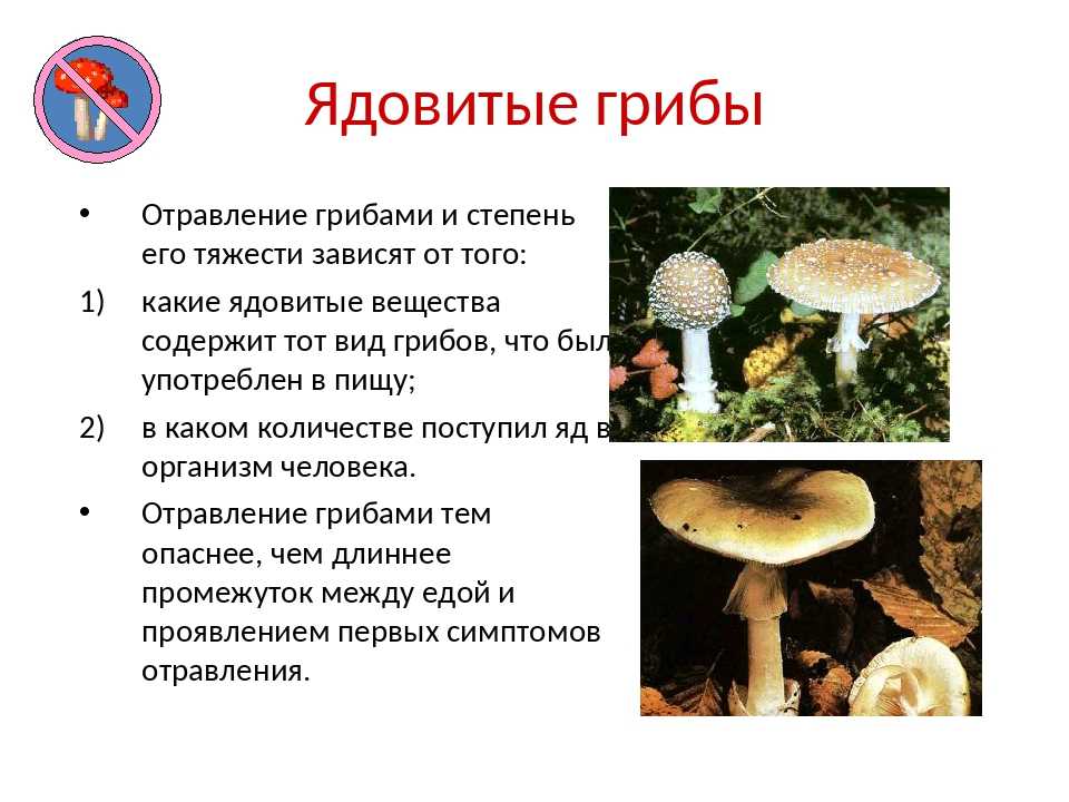 Топ 10 самые ядовитые грибы в мире - лучшие топ 10