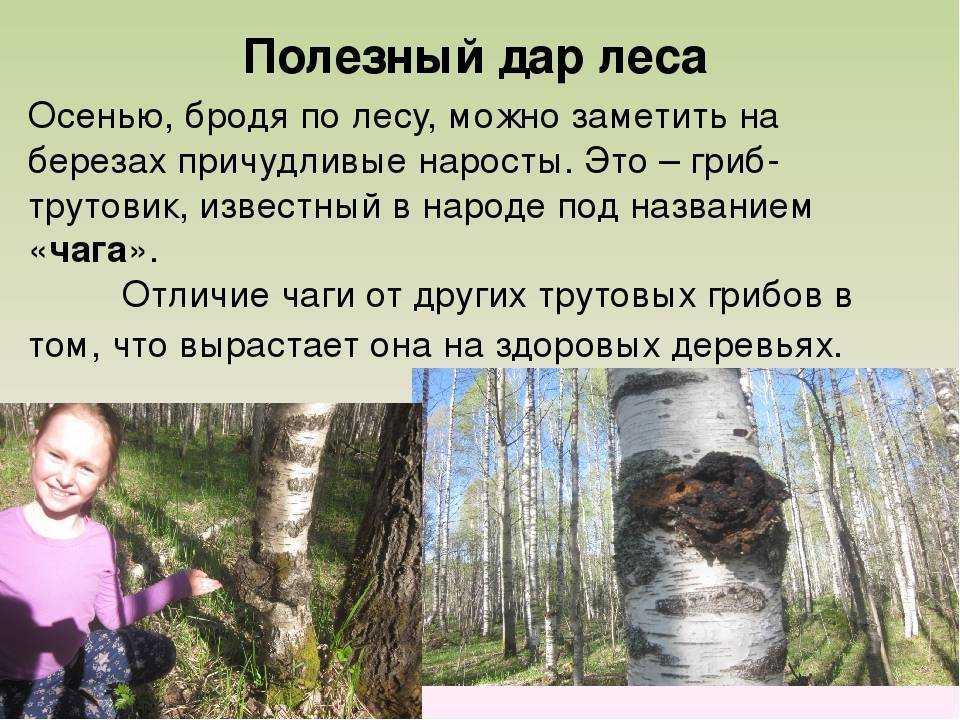 Мхи или моховидные как представители высших растений #9