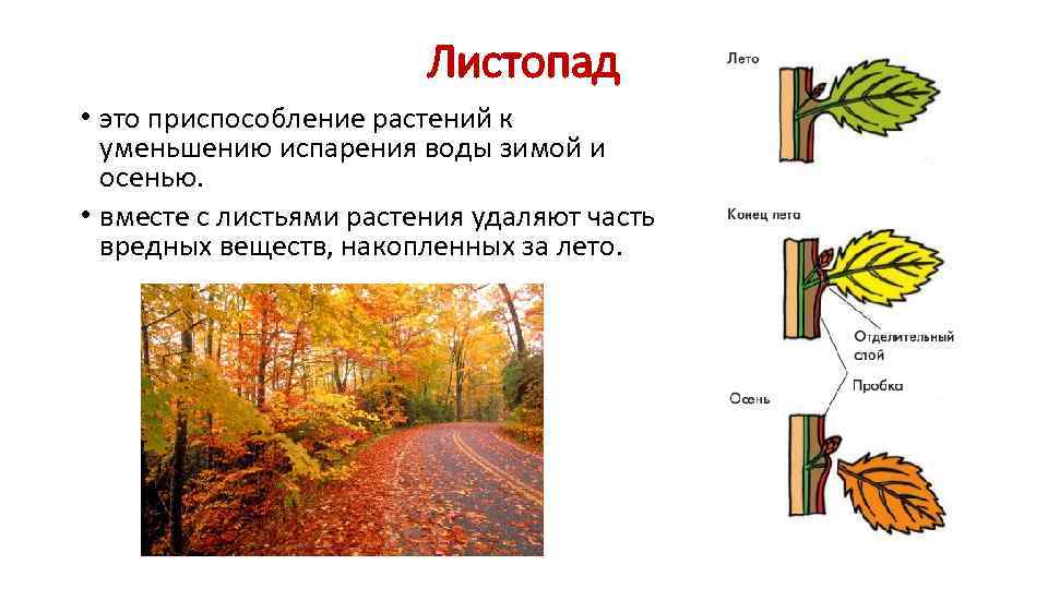 Лист растения. строение, виды листовых пластин, типы расположения
