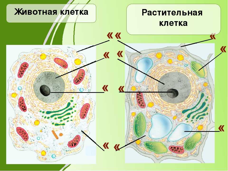 Строение клетки: отличия животной от растительной. симбиогенез