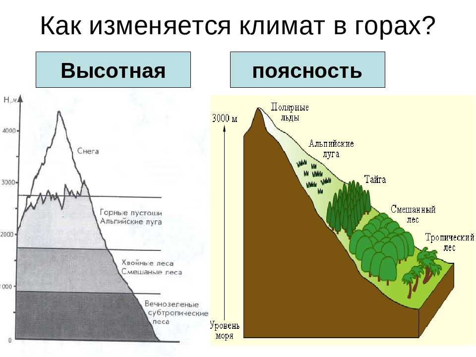 Тополь пирамидальный: посадка и выращивание