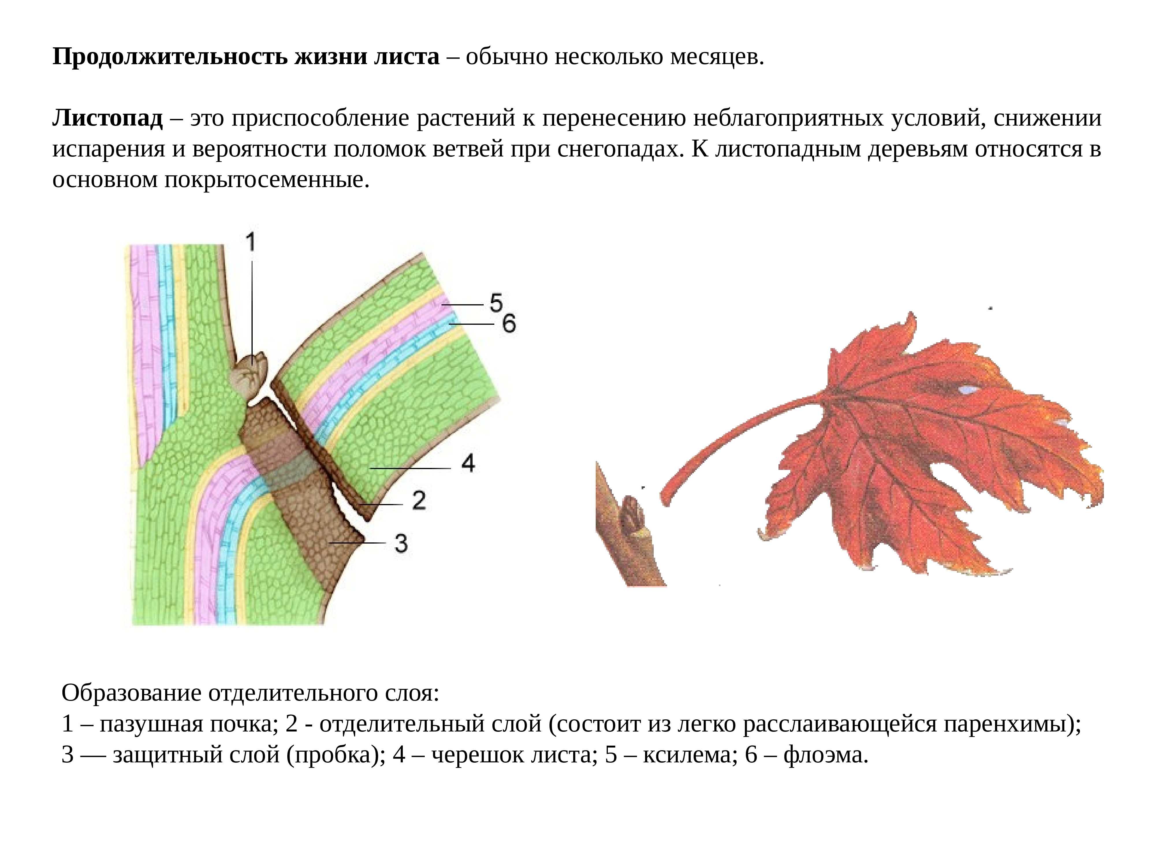 Доклад на тему листья 1, 2, 3, 4, 5, 6, 7 класс, окружающий мир