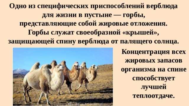 Верблюд (символ). история и значение в разных культурах
