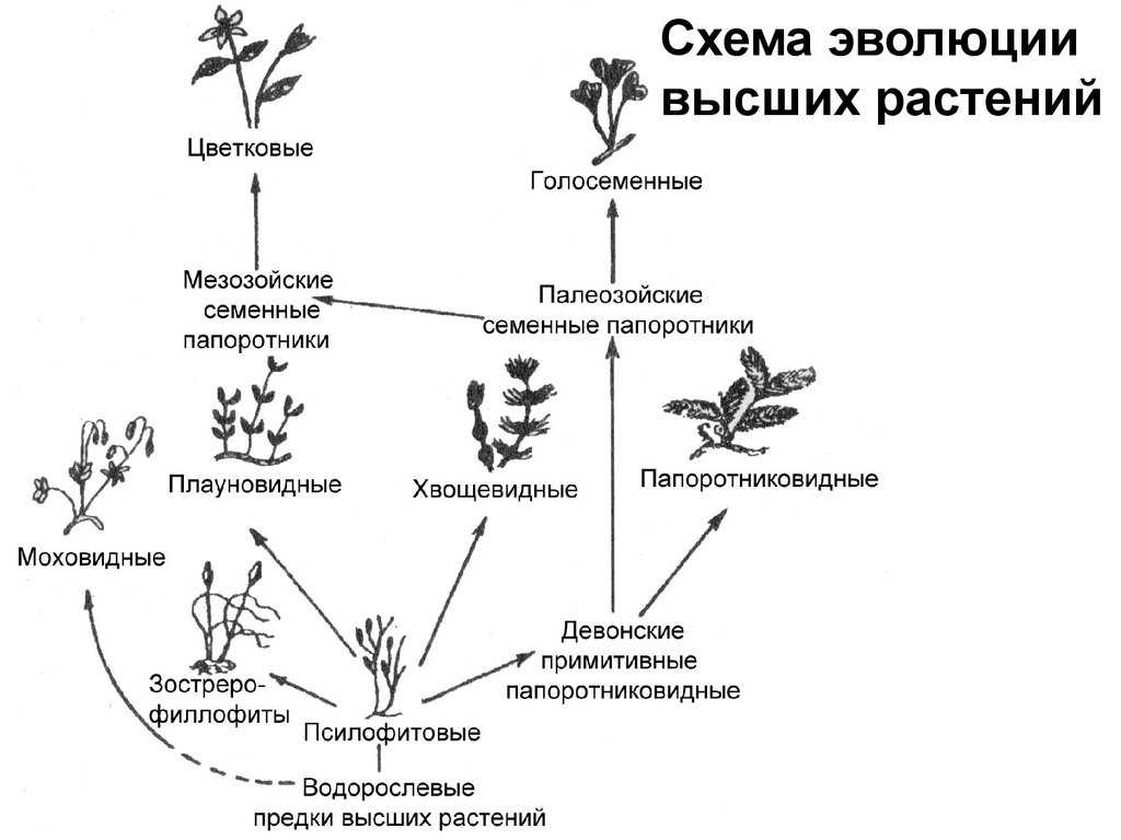 Основные этапы эволюции растительного и животного мира. эволюция растений