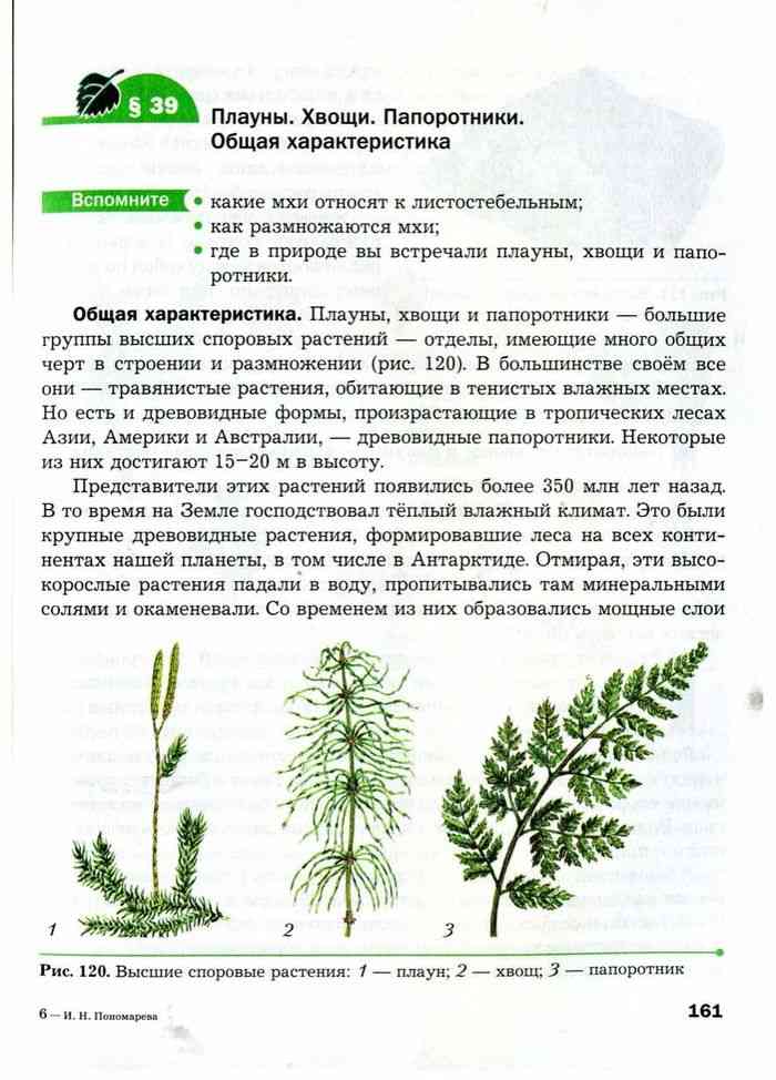 Высшие растения в биологии - классификация и характерстика, примеры