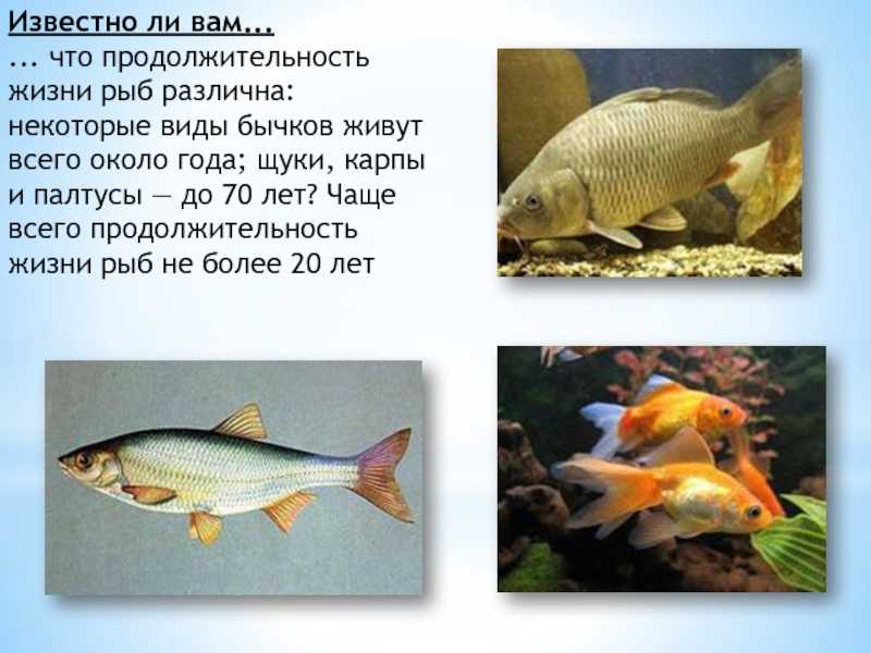 К какому классу относятся рыбы: особенности строения и жизненного цикла