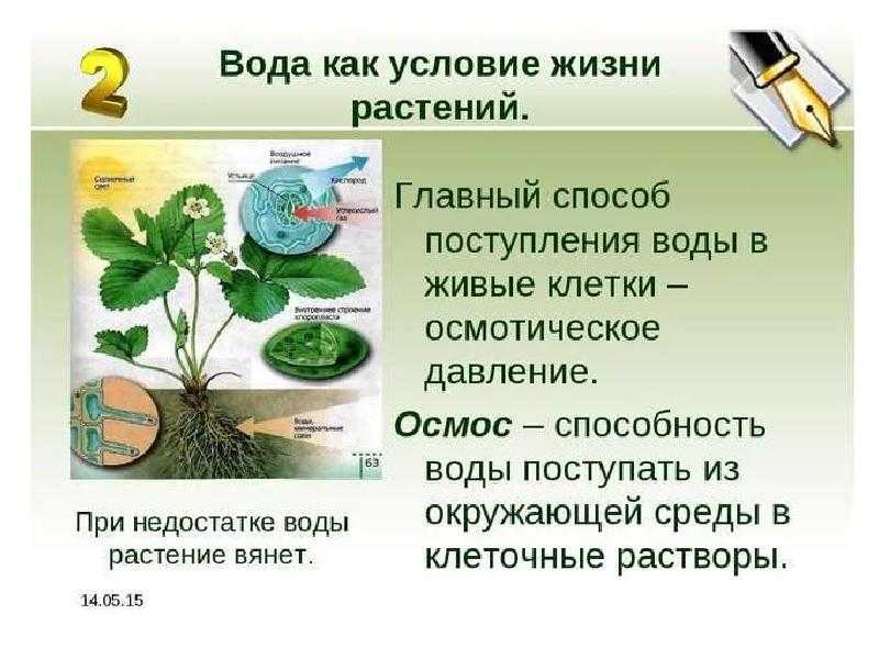 Экологические группы растений: характеристики, примеры :: syl.ru