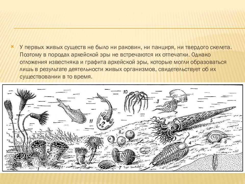 Как зарождалась жизнь в древние эры земли - libtime