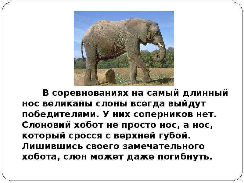 Это что за великан держит в хоботе фонтан? загадки про слона для детей