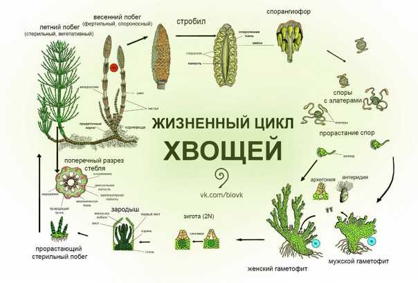 Процесс эволюции растений на земли