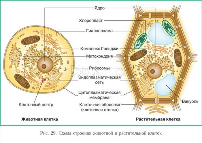 Растительная и животная клетка, таблица сравнения в строении и жизнедеятельности, вывод | tvercult.ru