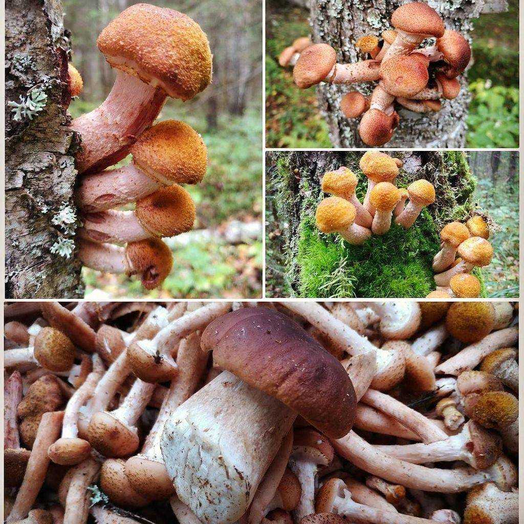 Чешуйчатка тополиная (тополевая, pholiotapopulnea): как выглядят грибы, где и как растут, съедобны или нет