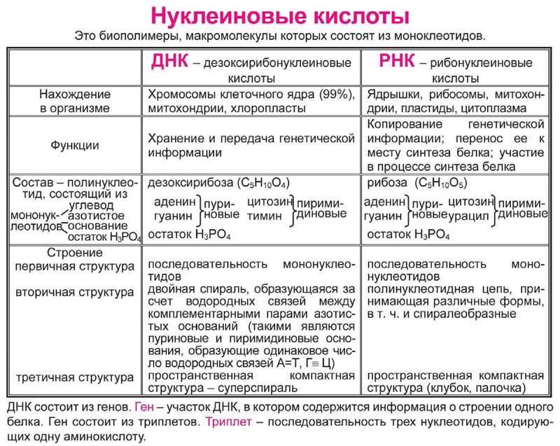 Виды рнк, функции и строение :: syl.ru