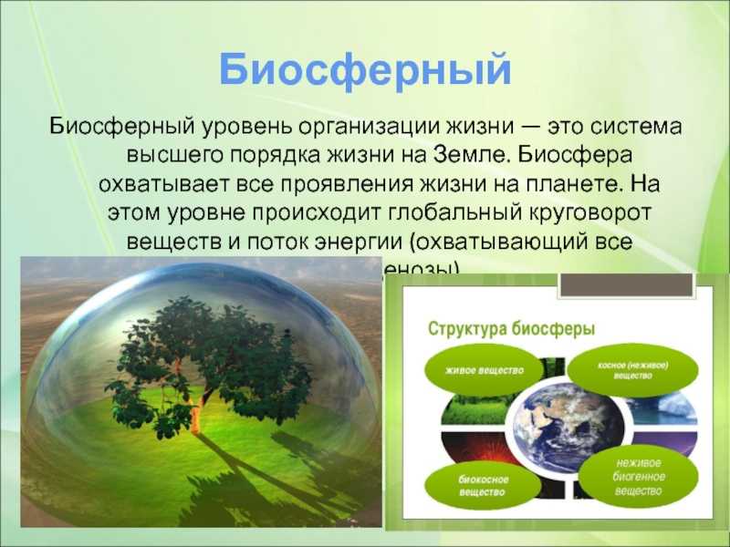 Закономерности существования биосферы - биосфера и человечество - биология. биологические системы и процессы. 11 класс