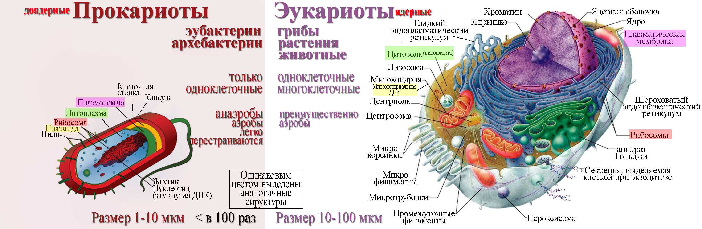 Руслан ершов: симбиогенез