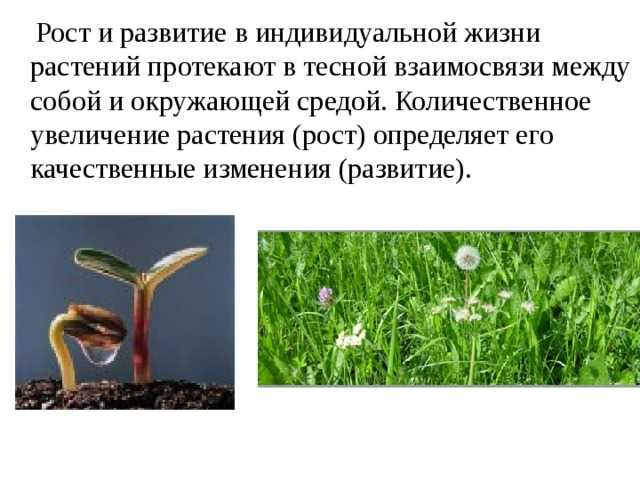 Урок 7: экология растений - 100urokov.ru