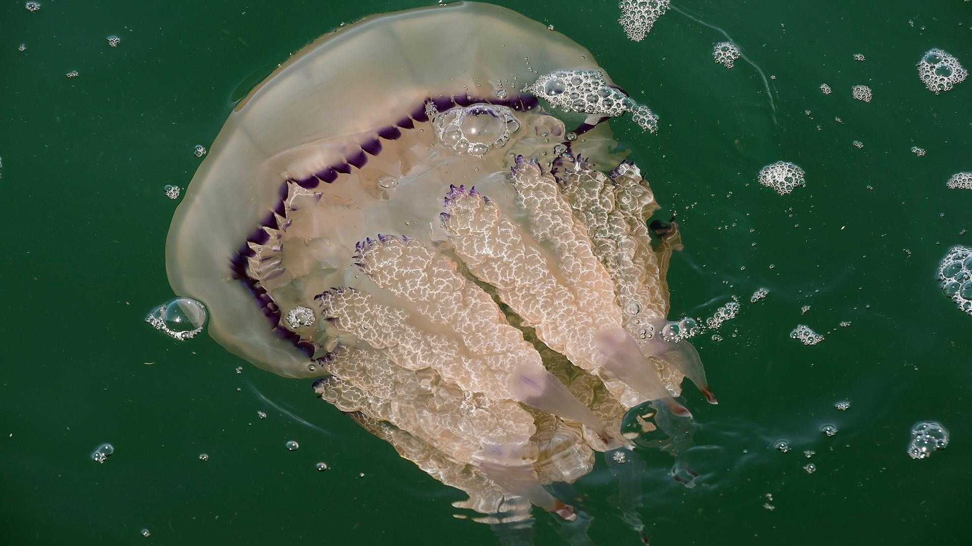 Медузы. красивые и опасные обитатели морей и океанов