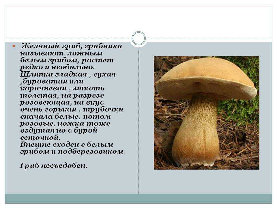 Гриб подберезовик — секреты поиска, как выглядит, полезные свойства + 83 фото