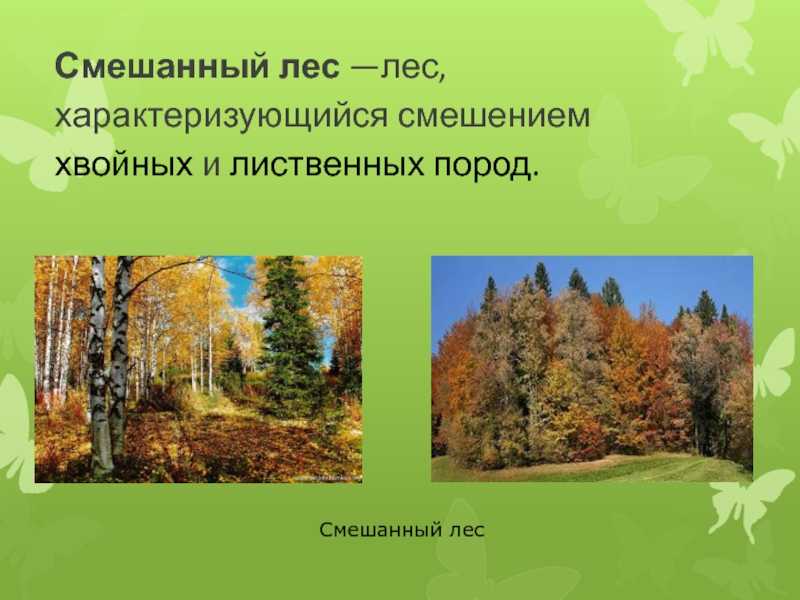 Доклад-сообщение на тему смешанные леса 2, 4, 5, 6, 7 класс